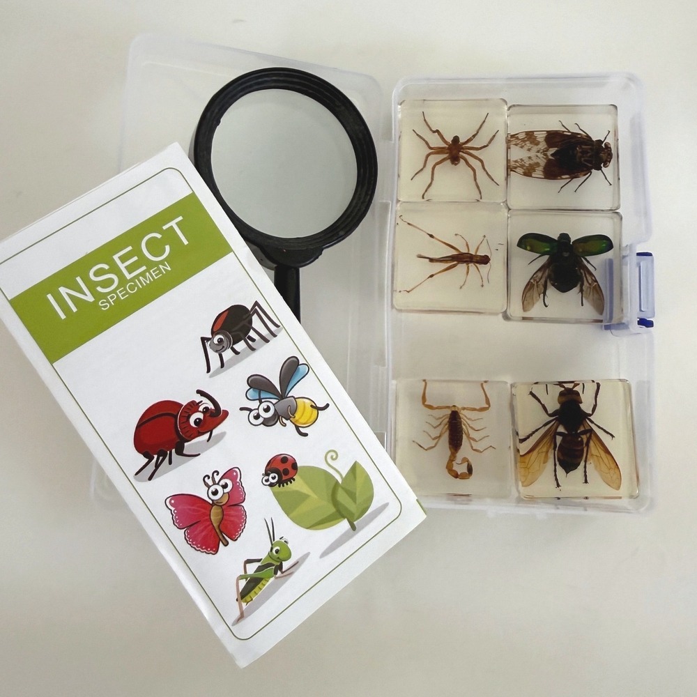 6 Pc Real Insect Specimen Set Resin Blocks Magnifier Entomology Science Kit